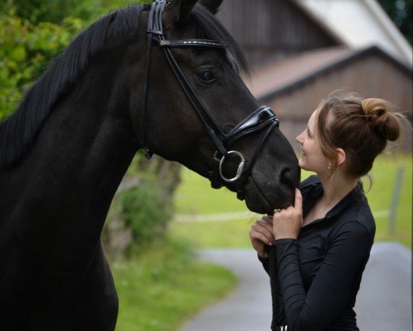 horse Danilo (German Sport Horse, 2020, from Desperados FRH)