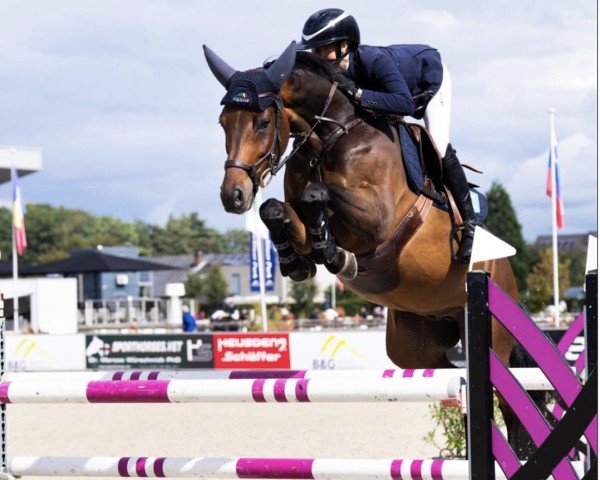 jumper Corlino PS (Oldenburg show jumper, 2016, from Cornet Obolensky)