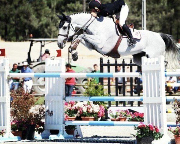 horse Seloria (KWPN (Royal Dutch Sporthorse), 1999, from Democraat)