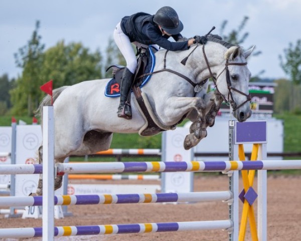Springpferd Backwoods Challenger (Finnisches Warmblut, 2013, von Chacco-Blue)
