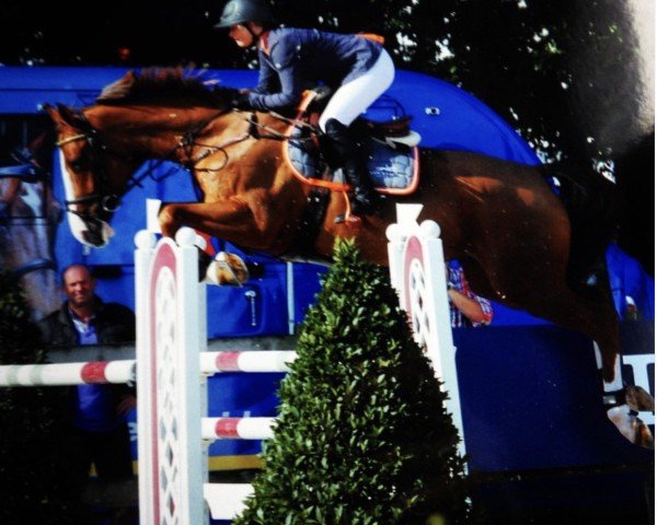 jumper Things Madonna (Danish Warmblood, 2009, from Cabachon)