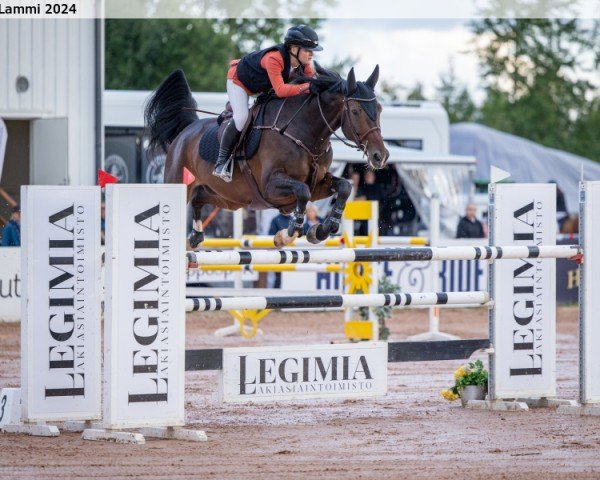 jumper Kazino (Latvian Warmblood, 2013, from Kalvis)