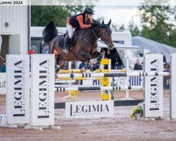 jumper Kazino (Latvian Warmblood, 2013, from Kalvis)