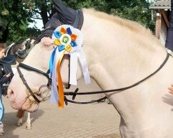 horse Pequenio (unknown,  )
