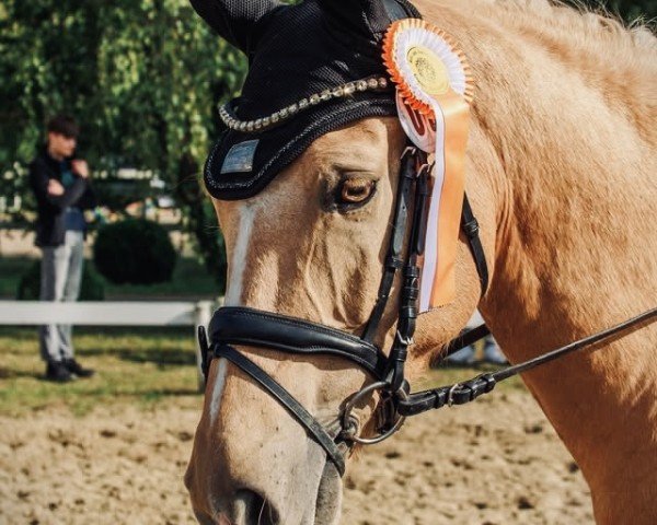 horse Timms Charming Boy (German Riding Pony, 2012, from FS Chambertin)
