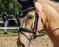 horse Timms Charming Boy (German Riding Pony, 2012, from FS Chambertin)