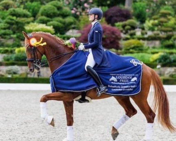 dressage horse DSP Sheldon Cooper (German Sport Horse, 2015, from Sezuan)