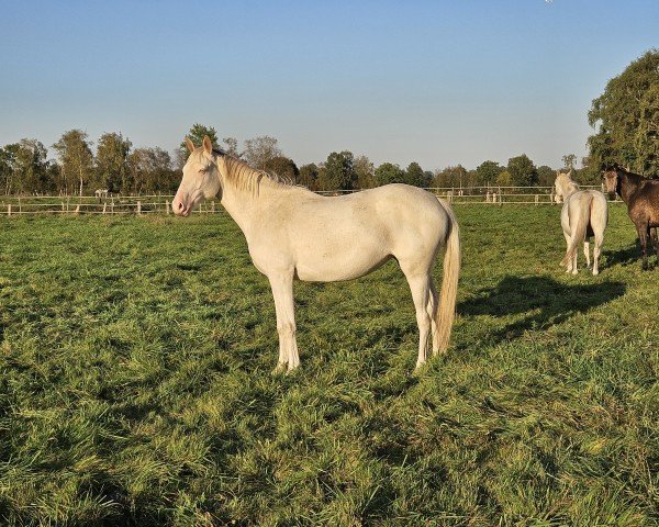 horse Smilla (Mecklenburg, 2022, from Snowy's Cristobal xx)
