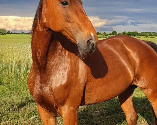broodmare My Little Star (Westphalian, 2002, from Maritus)