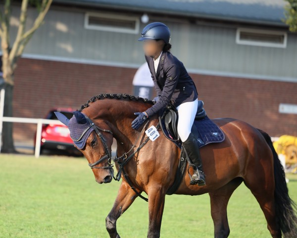 jumper Sanaya 3 (German Sport Horse, 2018, from Samba Hit I)