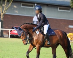jumper Sanaya 3 (German Sport Horse, 2018, from Samba Hit I)