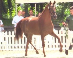 Pferd Vanilla (Hannoveraner, 2018, von Vitalis)