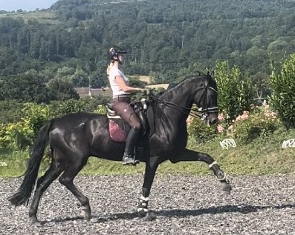 dressage horse Check Me (Holsteiner, 2009, from Cormint)