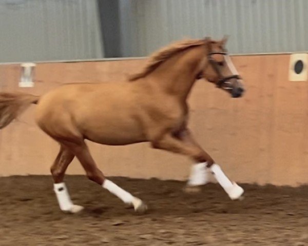 horse Don Royal 16 (German Riding Pony, 2019, from Kastanienhof Donnertrommler)