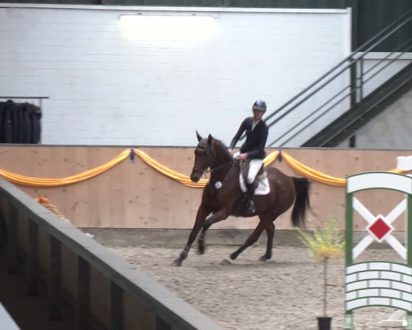 Reitturnier Salzkotten 2024