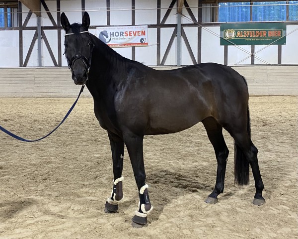 horse Draufgänger (Trakehner, 2021, from Impetus)