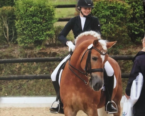 stallion Aladdin van het Bakkershof (Haflinger, 2003, from Attila) stallion Aladdin van het Bakkershof (Haflinger, 2003, from Attila)