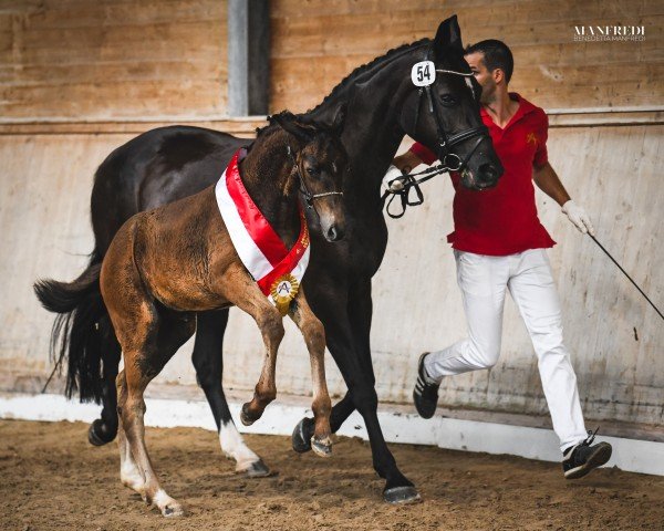 broodmare Soraya Sa (Austrian Warmblood, 2022, from Sir Donnerhall I)