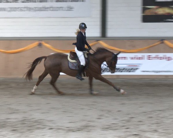 Reitturnier Salzkotten 2024