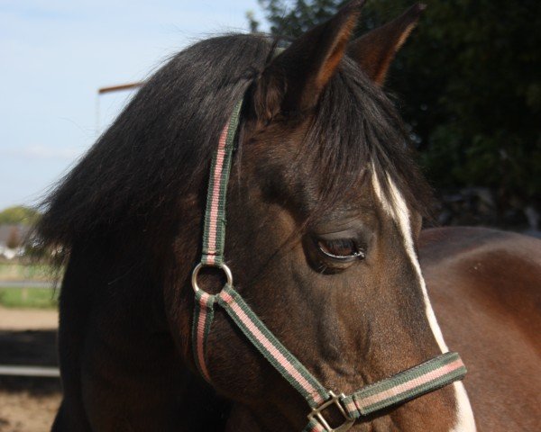 horse Doolally Donkey (German Riding Pony, 2004, from Don Giovanni WS) horse Doolally Donkey (German Riding Pony, 2004, from Don Giovanni WS)