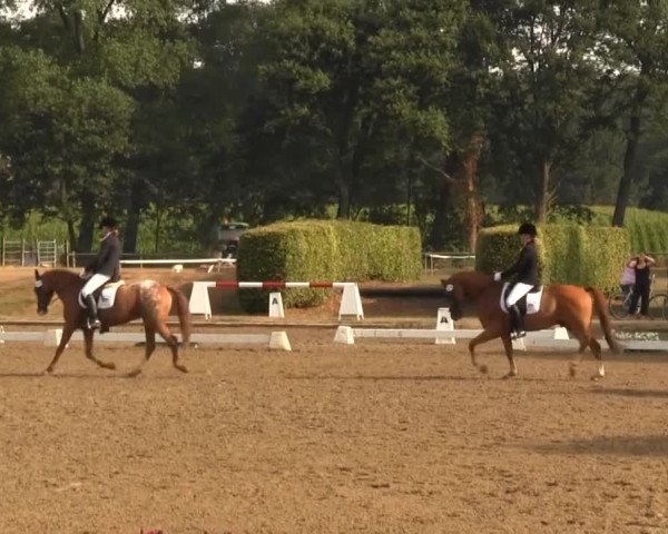 Westfalen-Woche 2013