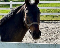dressage horse Sir Beat (Rhinelander, 2010, from Sir Donnerhall I)