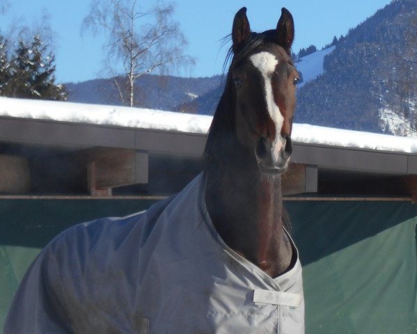 horse Romina (Austrian Warmblood, 2014, from Rosarius)