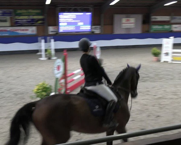 Reitturnier Gadebusch 2024