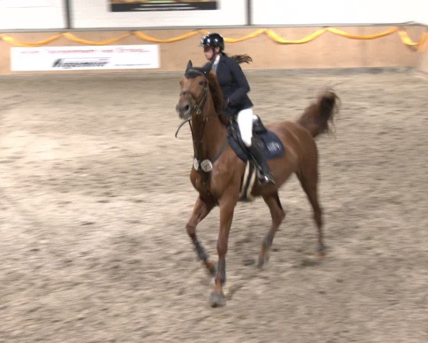 Reitturnier Salzkotten 2024