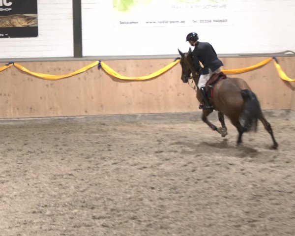 Reitturnier Salzkotten 2024