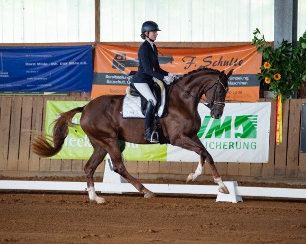 horse Sindy 229 (Hanoverian, 2021, from Sezuan's Donnerhall)