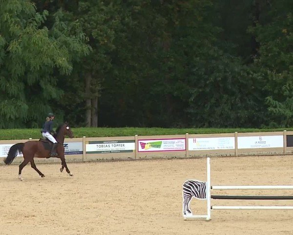 Reitturnier Tiefenhof/Opf. 2024