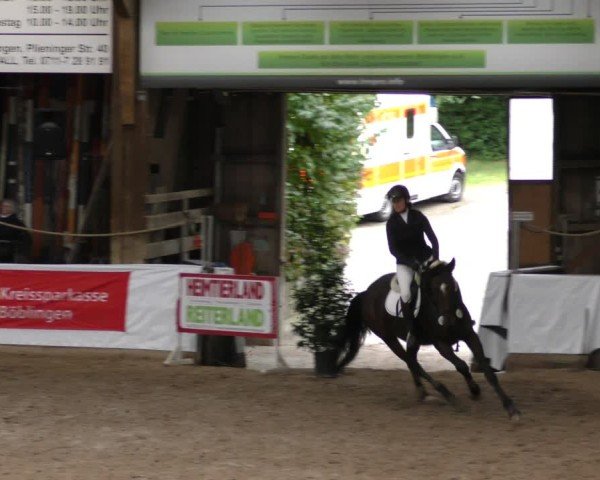 Reitturnier Böblingen 2024