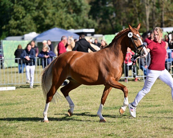 broodmare Rosalie Rose (German Riding Pony, 2021, from Fs Numero Uno)