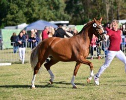 Zuchtstute Rosalie Rose (Deutsches Reitpony, 2021, von Fs Numero Uno)