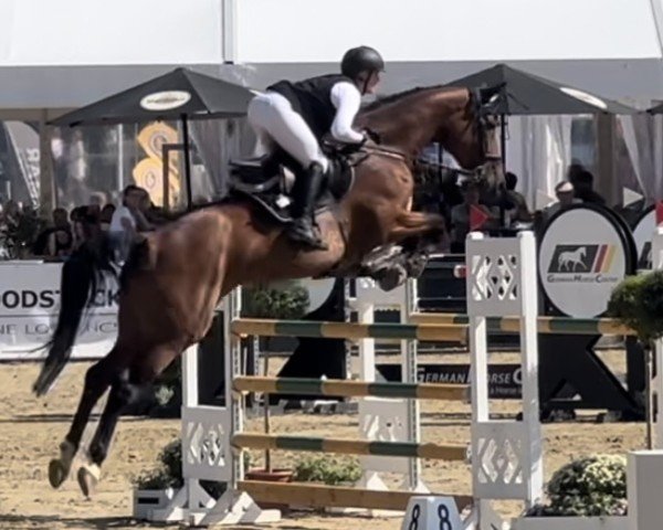 jumper BIG LADY ZE (Hanoverian, 2018, from Big Star)