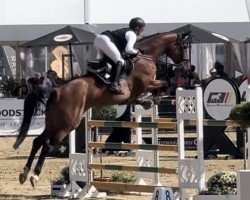 jumper BIG LADY ZE (Hanoverian, 2018, from Big Star)