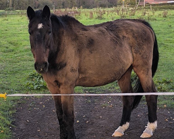 broodmare Priska (Hanoverian, 1997, from Pinkus)