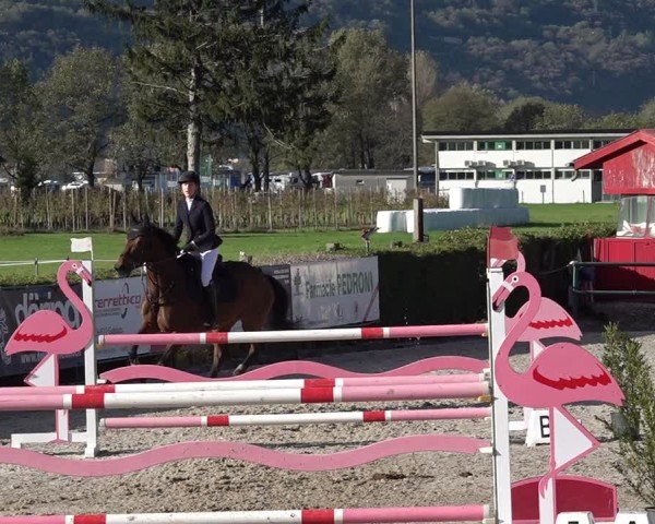 Reitturnier Giubiasco 2024