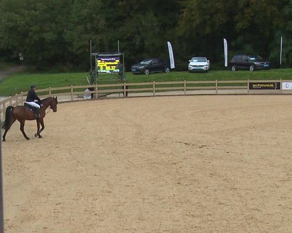 Reitturnier Tiefenhof/Opf. 2024