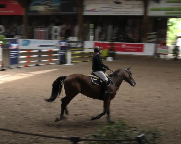 Reitturnier Böblingen 2024