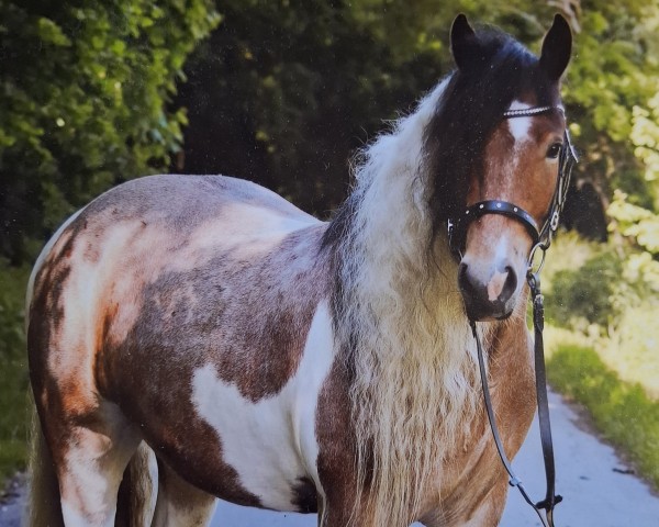 horse Dreaming Sunshine (unknown, 2017)