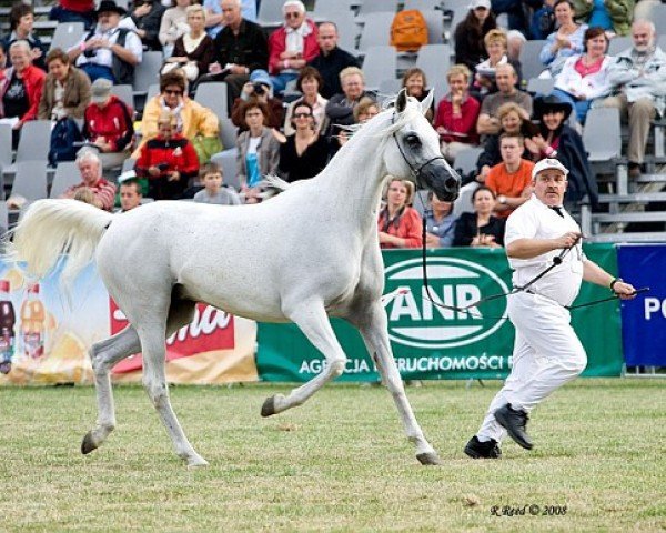 broodmare Embra ox (Arabian purebred, 1995, from Monogramm 1985 ox)