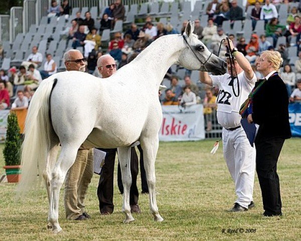 broodmare Espadrilla ox (Arabian purebred, 1997, from Monogramm 1985 ox)