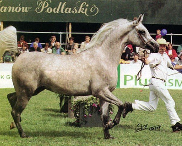 Fattrice Emanda ox (Puro sangue arabo, 1996, di Ecaho ox)