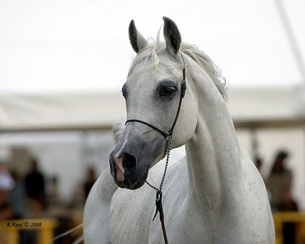 broodmare Georgia ox (Arabian purebred, 1994, from Monogramm 1985 ox)