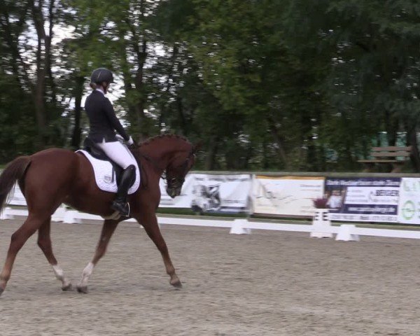 Reitturnier Ruhlsdorf 2024