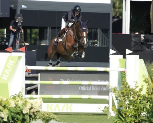 jumper Mijnheer van de Lentamel (Belgian Warmblood, 2012, from Emerald van 't Ruytershof)