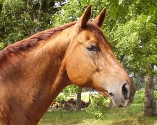 Cavallo Westpoint 135 (Hannoveriano, 1990, di Werther)