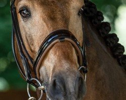 dressage horse Maravilha (Cruzado, 2016, from Gilo)